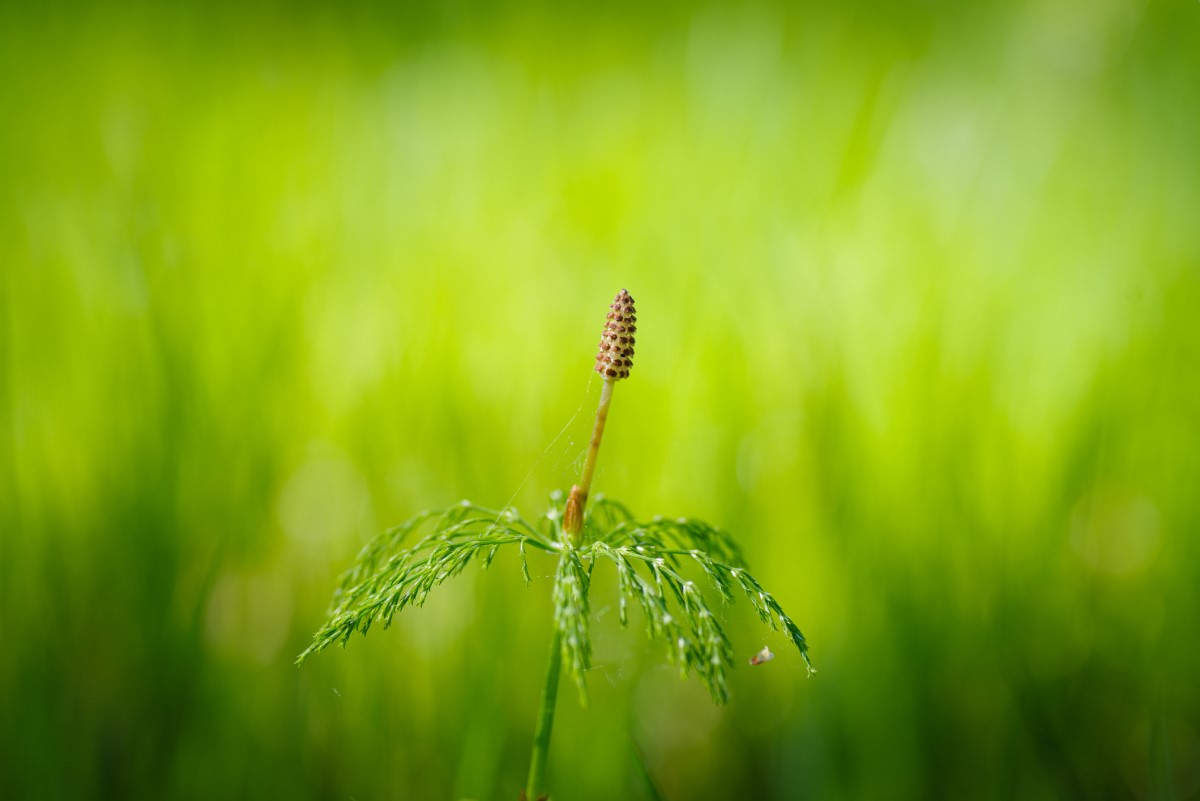 A cavalinha (Equisetum palustre) pode causar problemas de saúde. Fonte Getty Images Cavalinha - erva